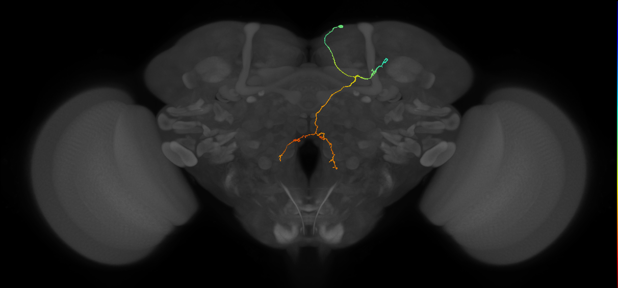 PS008_a_R (FlyEM-HB:1502536546)