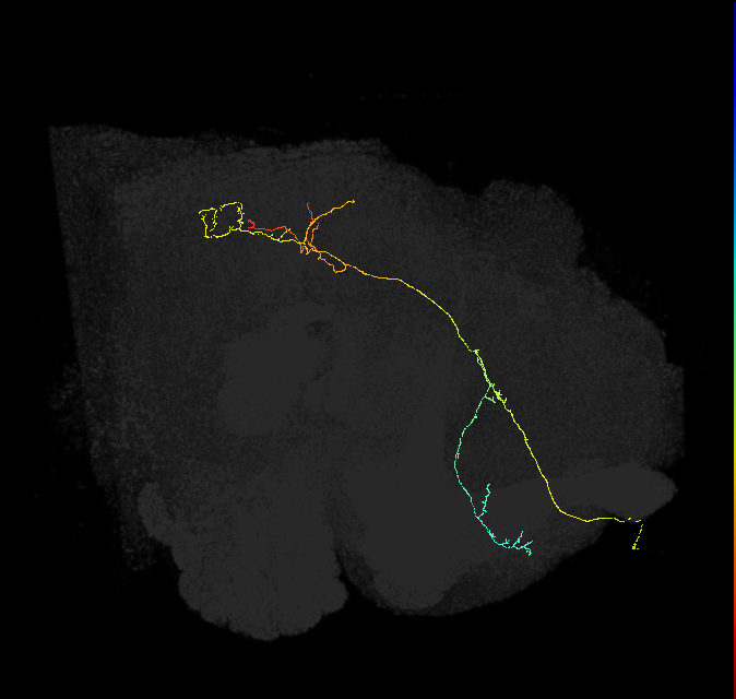 PS008_b_R (FlyEM-HB:1378393109)