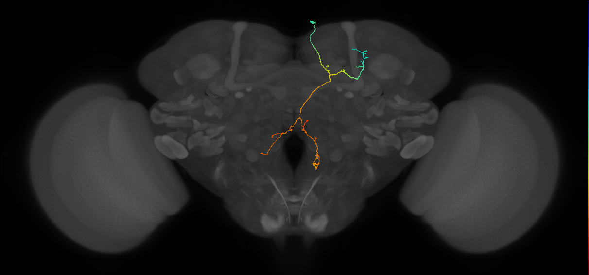 PS008_b_R (FlyEM-HB:1378393109)