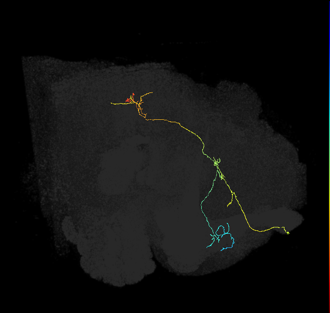 PS008_b_R (FlyEM-HB:922988906)