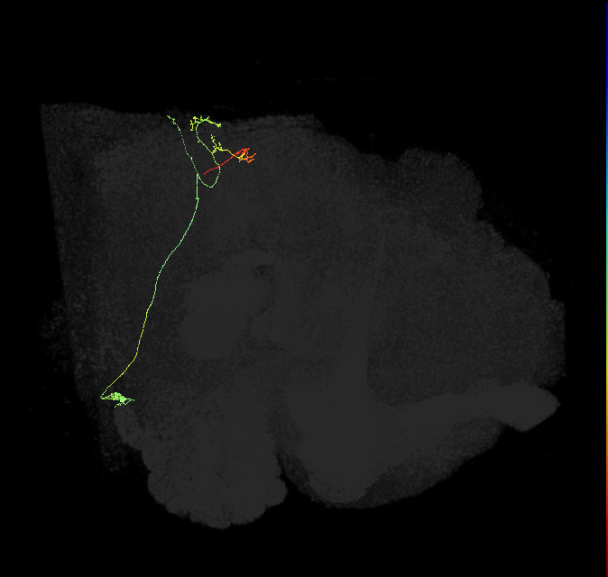 PS079_R (FlyEM-HB:5813020556)