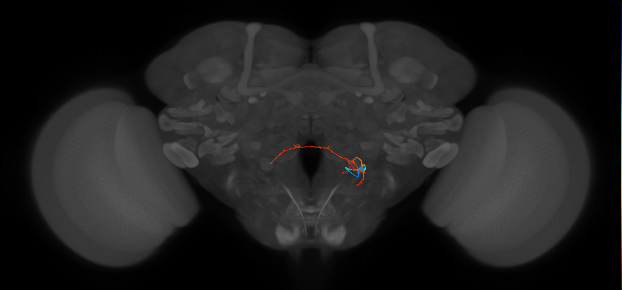 PS079_R (FlyEM-HB:5813020556)