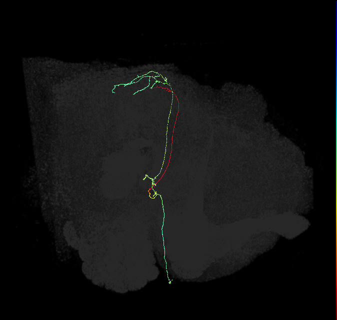 PS087_R (FlyEM-HB:1467685454)