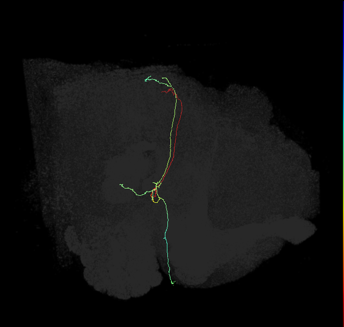 PS087_R (FlyEM-HB:1467689768)