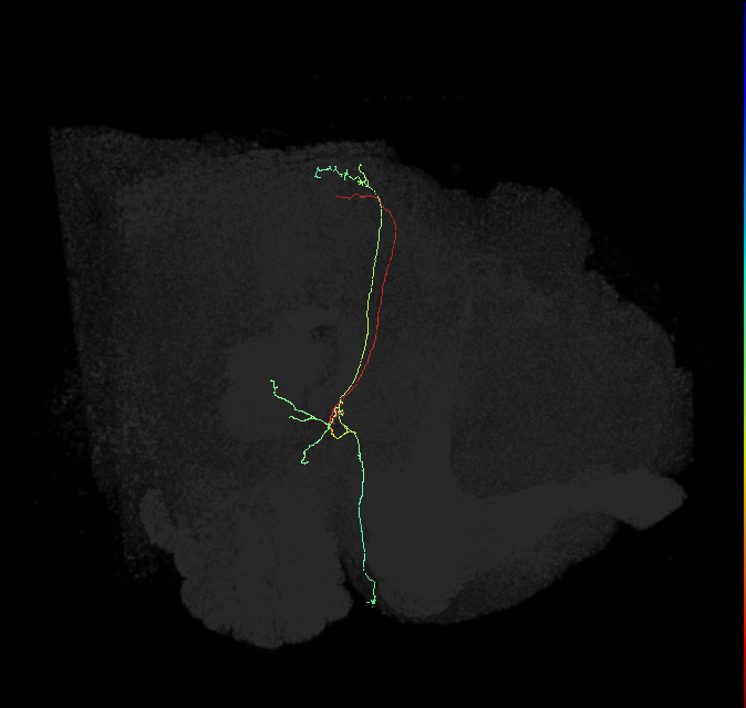 PS087_R (FlyEM-HB:1468030788)