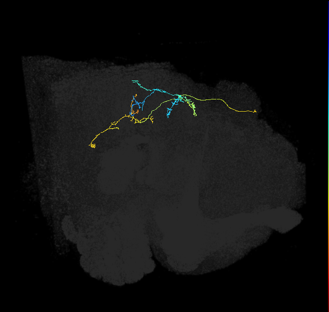 PS145_R (FlyEM-HB:5901216375)