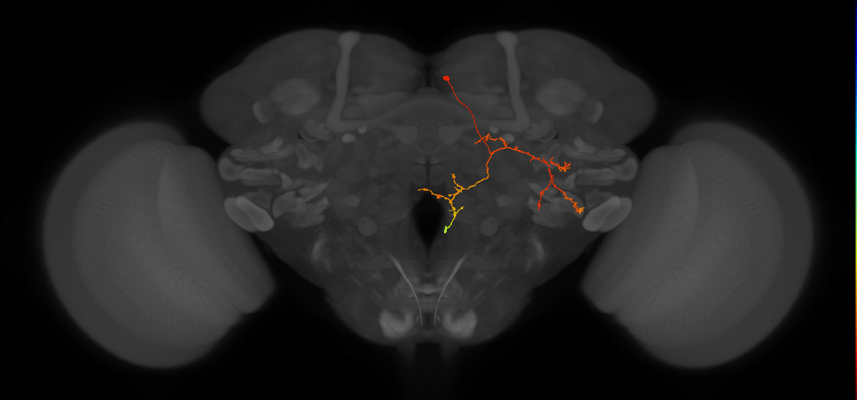 PS145_R (FlyEM-HB:5901216375)