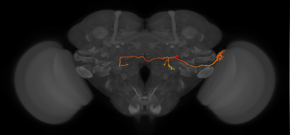 PS179_R (FlyEM-HB:1499830503)