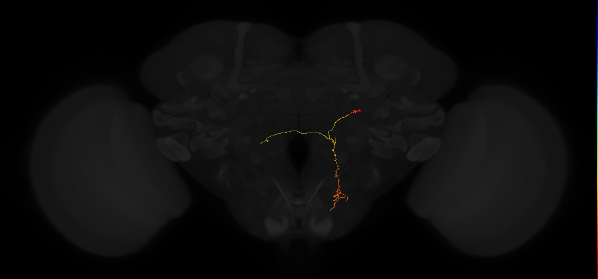 adult posterior slope neuron 209