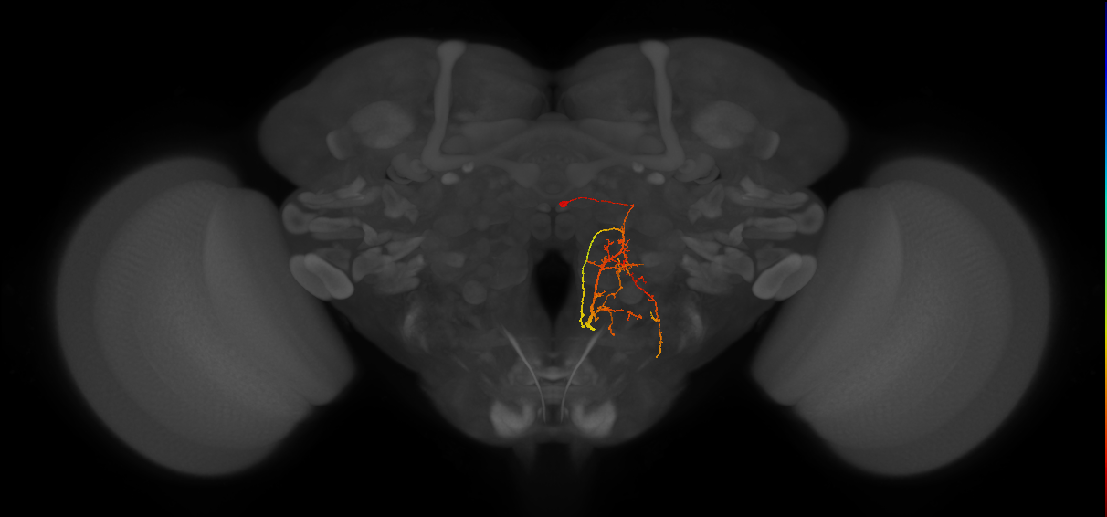 PS227_R (FlyEM-HB:1437345342)