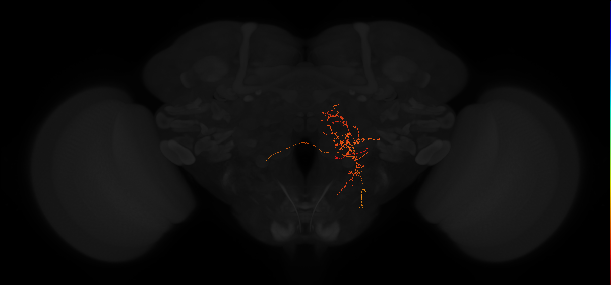 adult posterior slope neuron 244