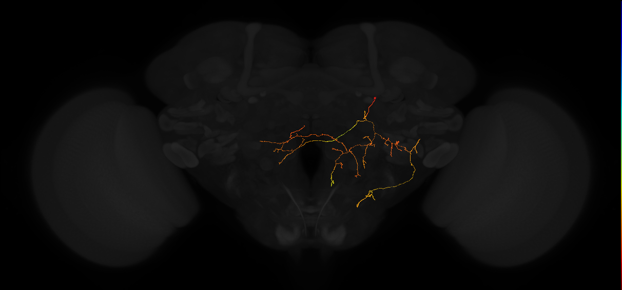 adult posterior slope neuron 254
