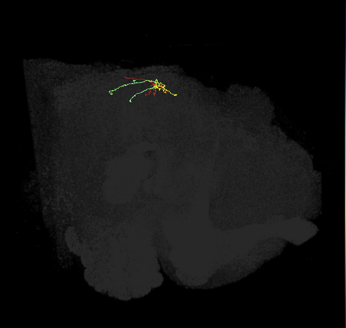 PS290_L (FlyEM-HB:1591165201)