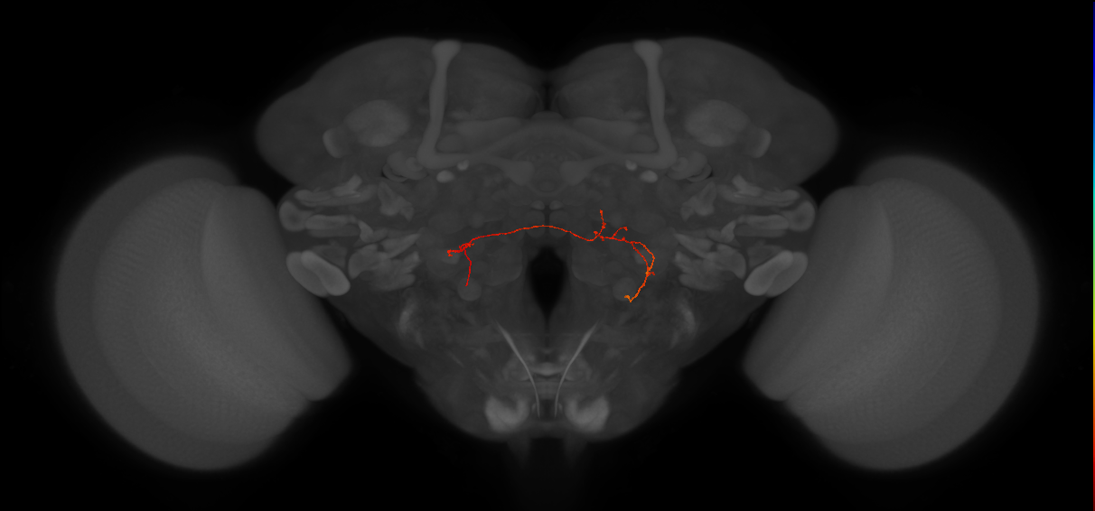 PS290_L (FlyEM-HB:1591165201)