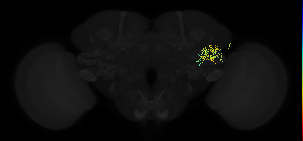 adult posterior ventrolateral protocerebrum neuron 001