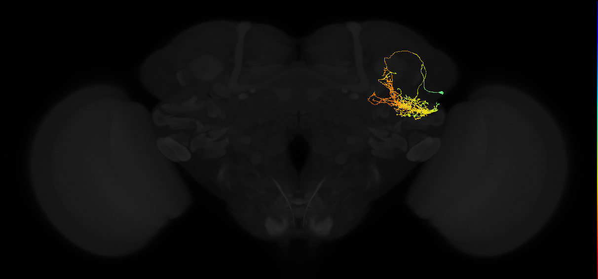 adult posterior ventrolateral protocerebrum neuron 003