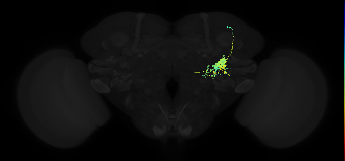 adult posterior ventrolateral protocerebrum neuron 004