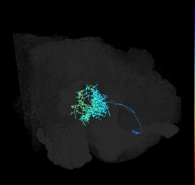 PVLP004_R (FlyEM-HB:949904655)