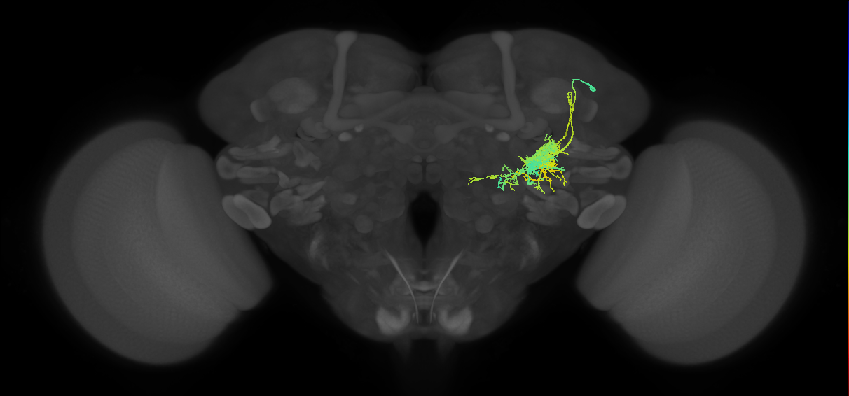 PVLP004_R (FlyEM-HB:949904655)