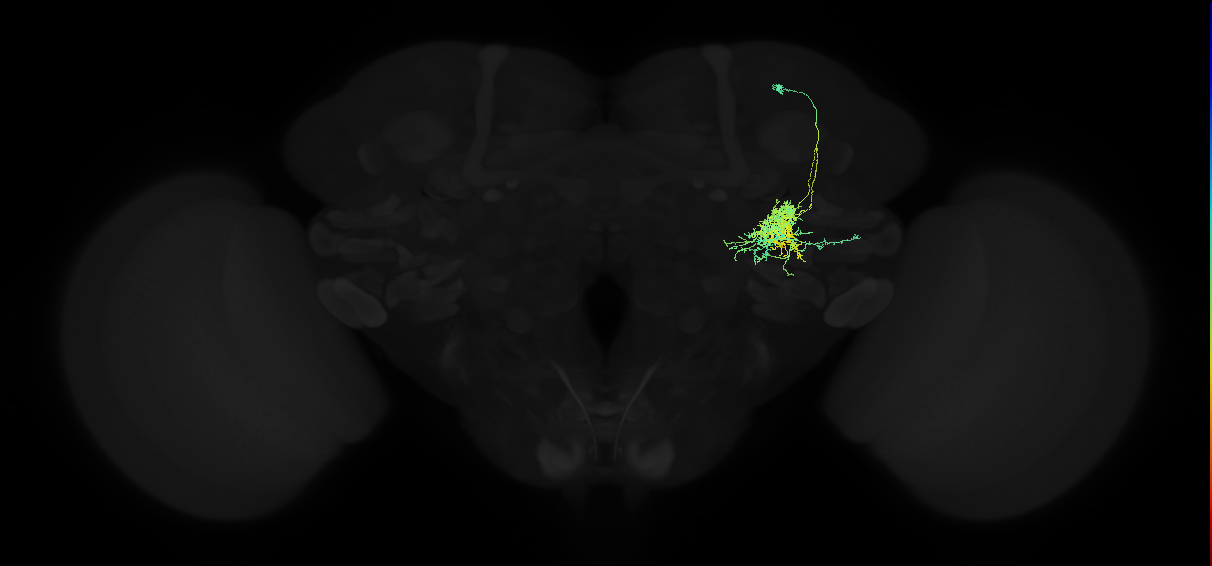 adult posterior ventrolateral protocerebrum neuron 004