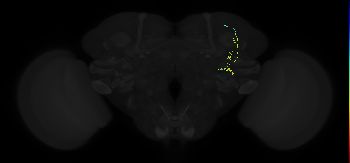 adult posterior ventrolateral protocerebrum neuron 005
