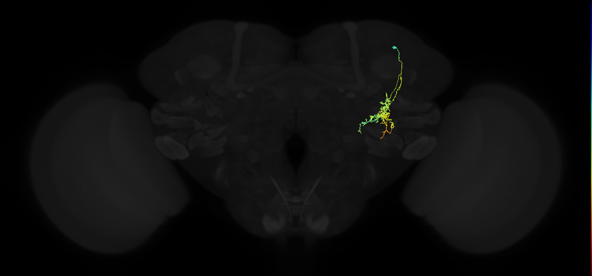 adult posterior ventrolateral protocerebrum neuron 005