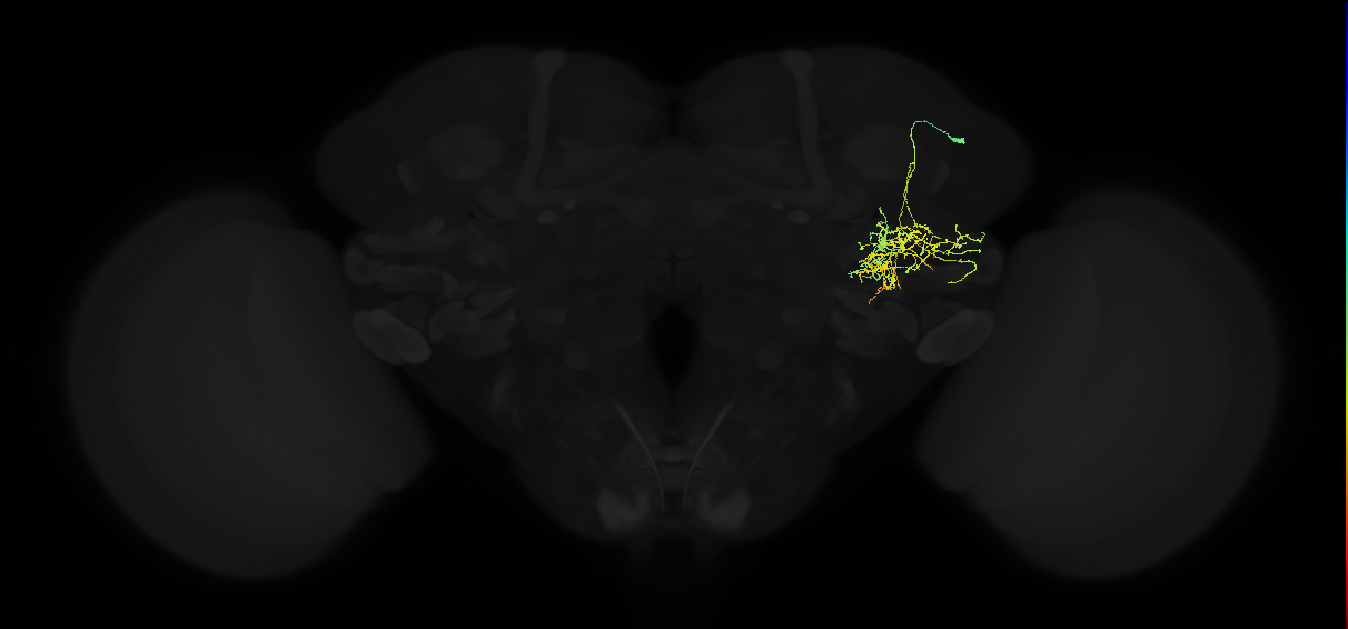 adult posterior ventrolateral protocerebrum neuron 006