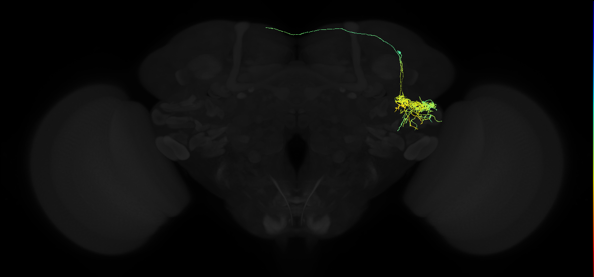 adult posterior ventrolateral protocerebrum neuron 007