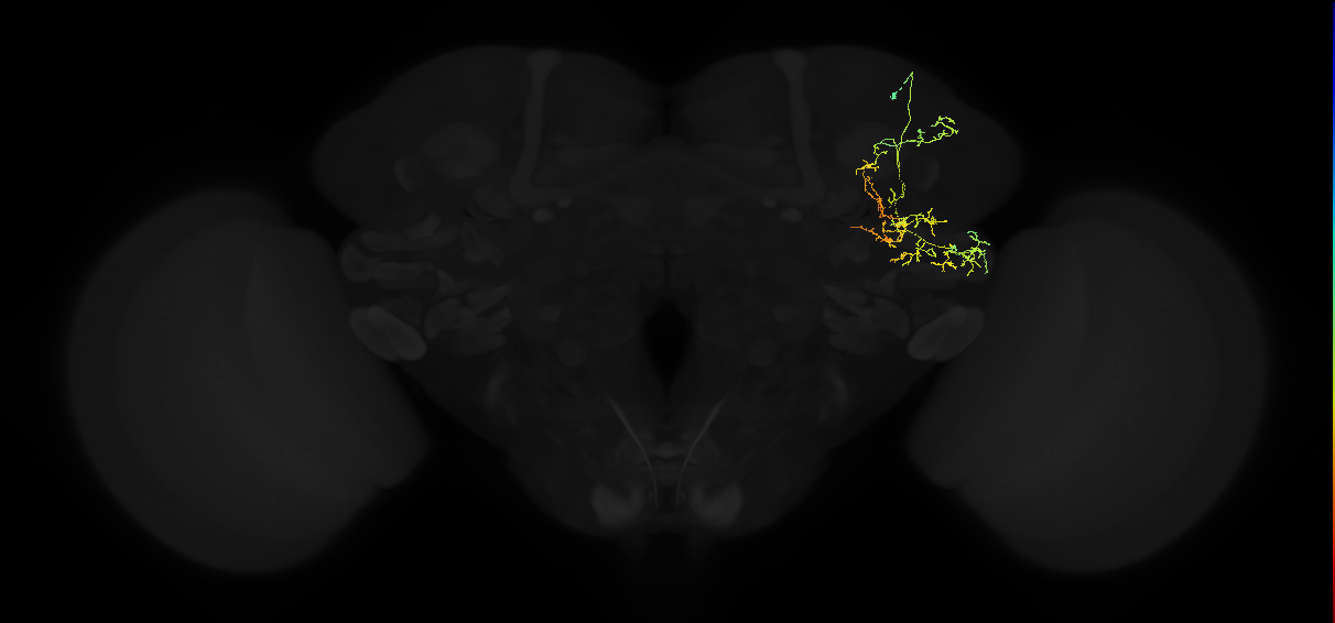 adult posterior ventrolateral protocerebrum neuron 009