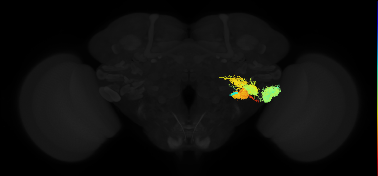 adult posterior ventrolateral protocerebrum neuron 011