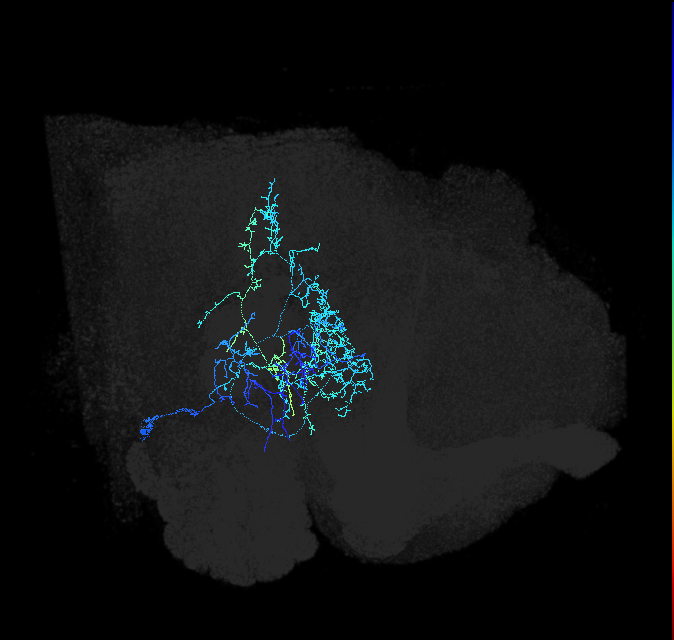 adult posterior ventrolateral protocerebrum neuron 012