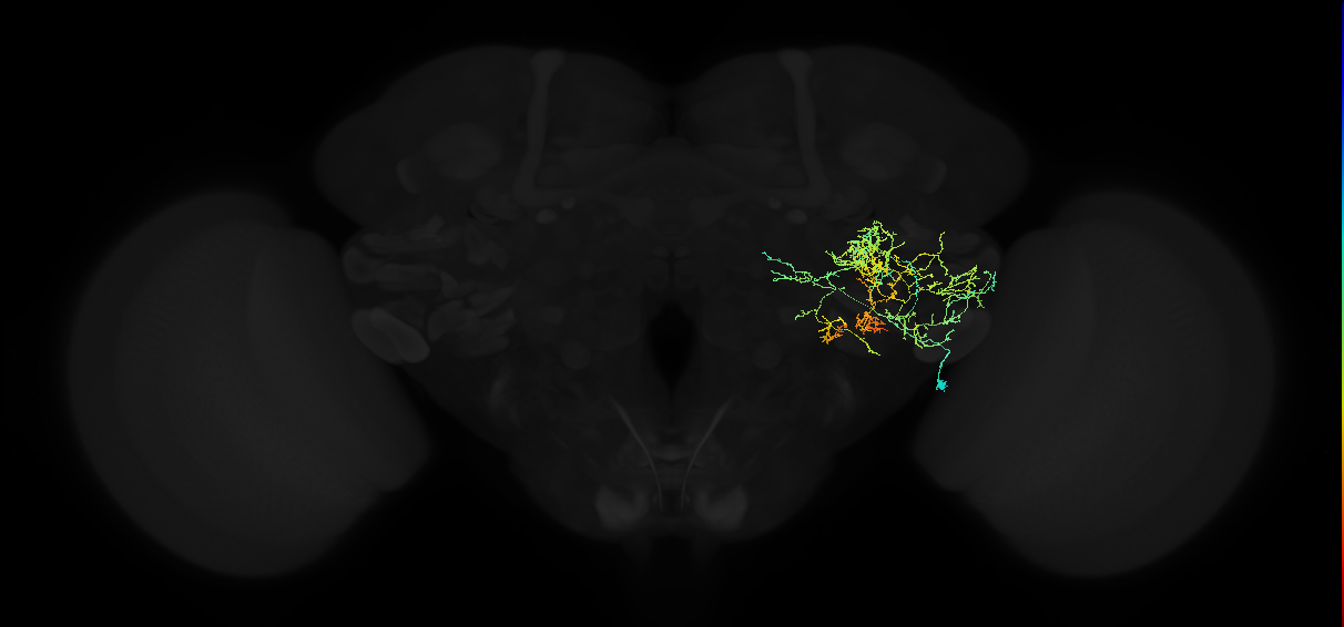 adult posterior ventrolateral protocerebrum neuron 012