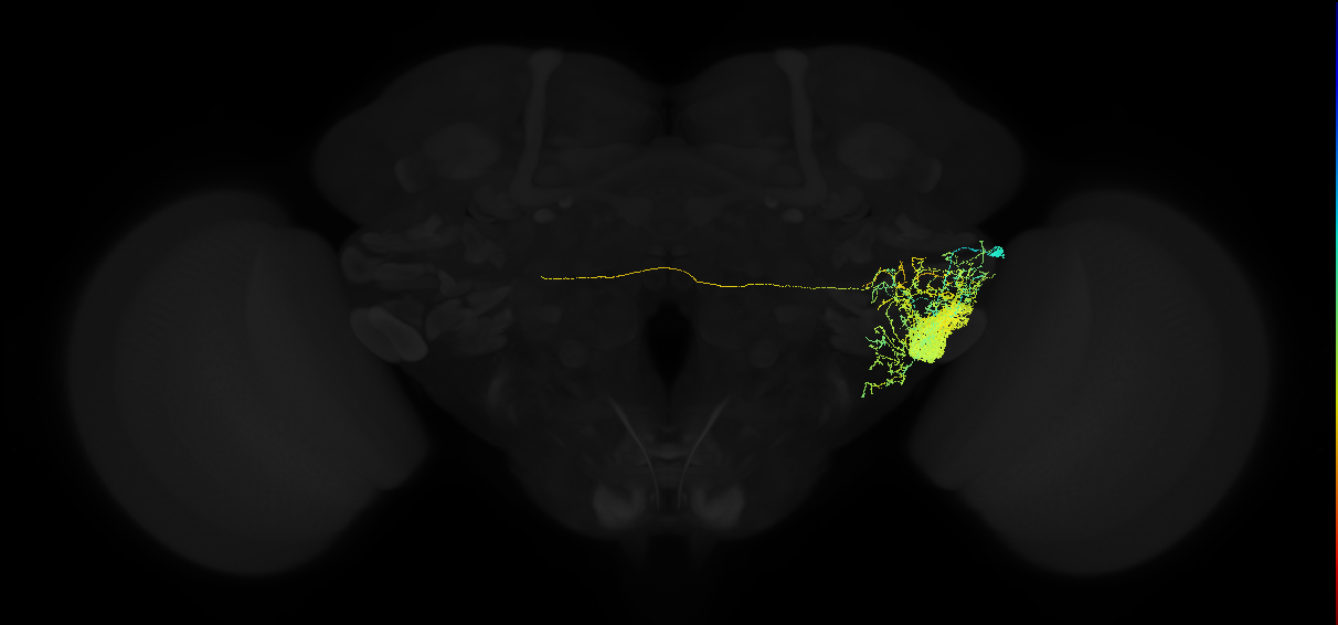 adult posterior ventrolateral protocerebrum neuron 013