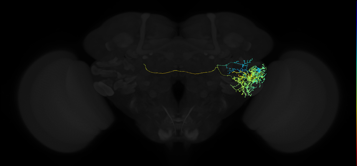 adult posterior ventrolateral protocerebrum neuron 014