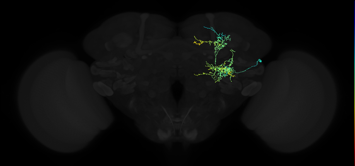 adult posterior ventrolateral protocerebrum neuron 016