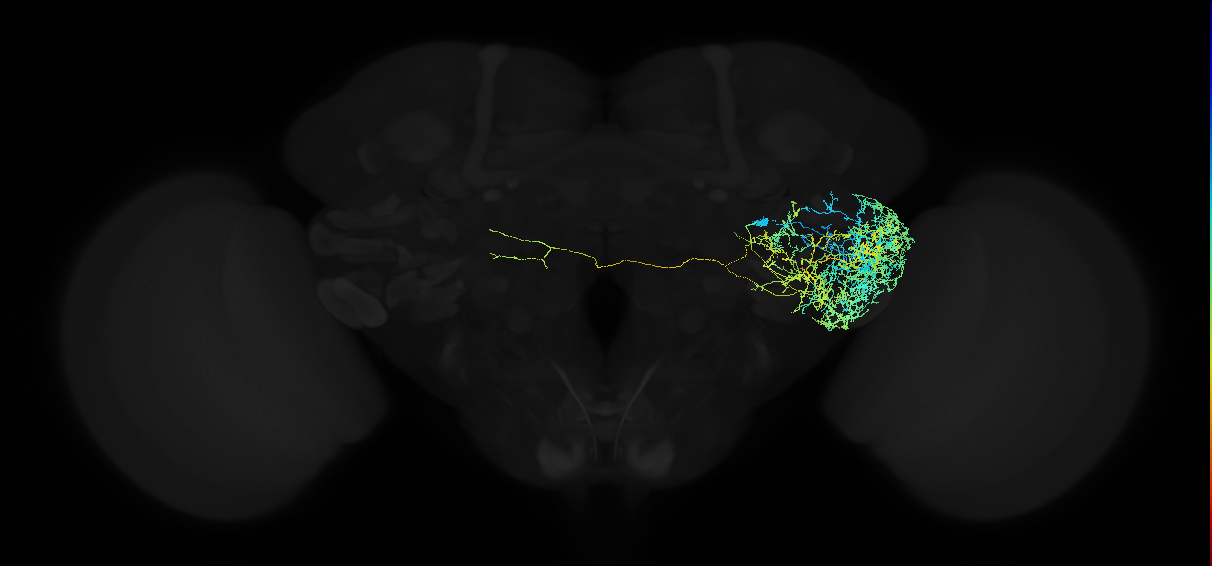 adult posterior ventrolateral protocerebrum neuron 017