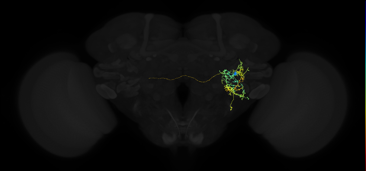 adult posterior ventrolateral protocerebrum neuron 019