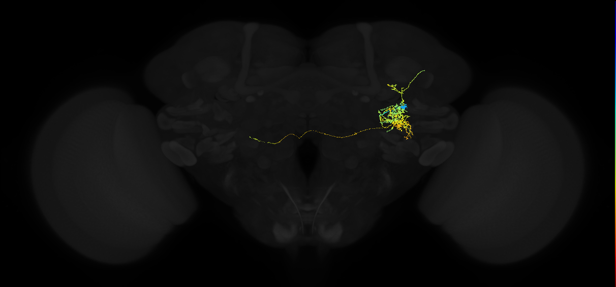 adult posterior ventrolateral protocerebrum neuron 020