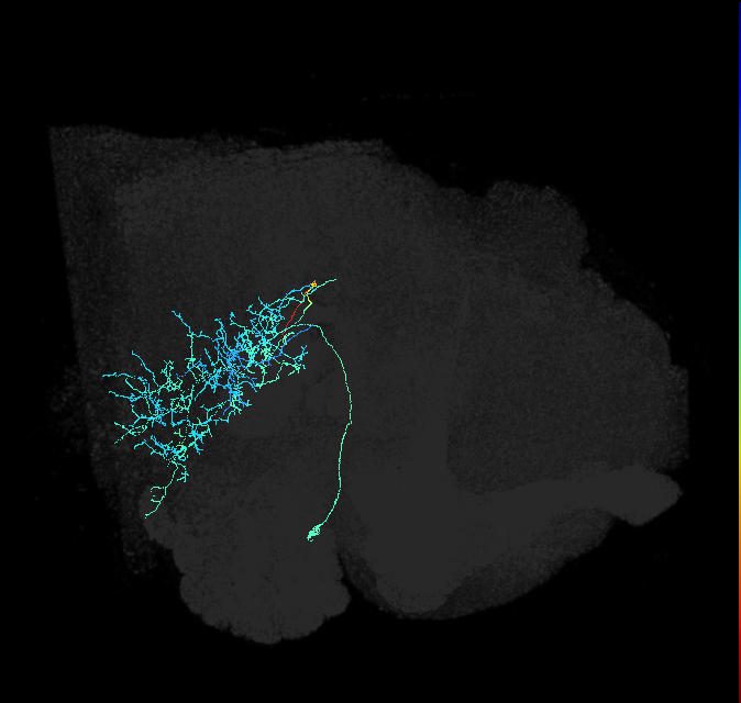 adult posterior ventrolateral protocerebrum neuron 021