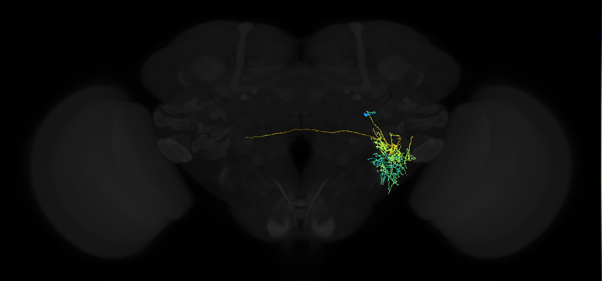 adult posterior ventrolateral protocerebrum neuron 021