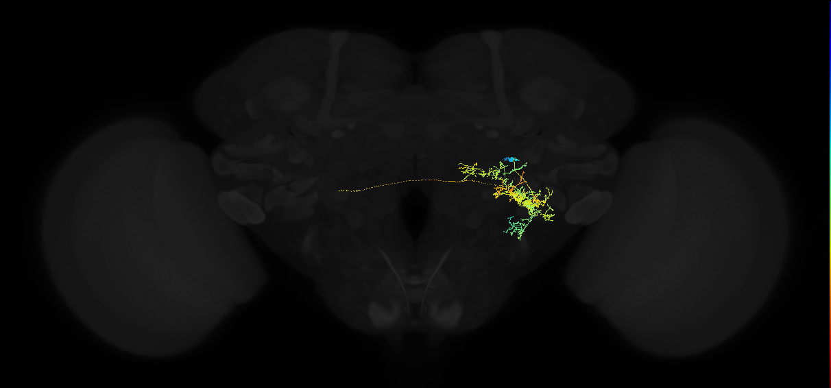 adult posterior ventrolateral protocerebrum neuron 022