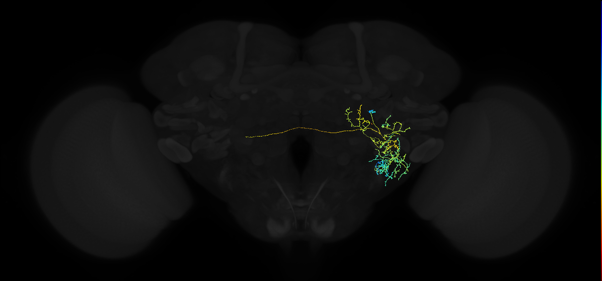 adult posterior ventrolateral protocerebrum neuron 023