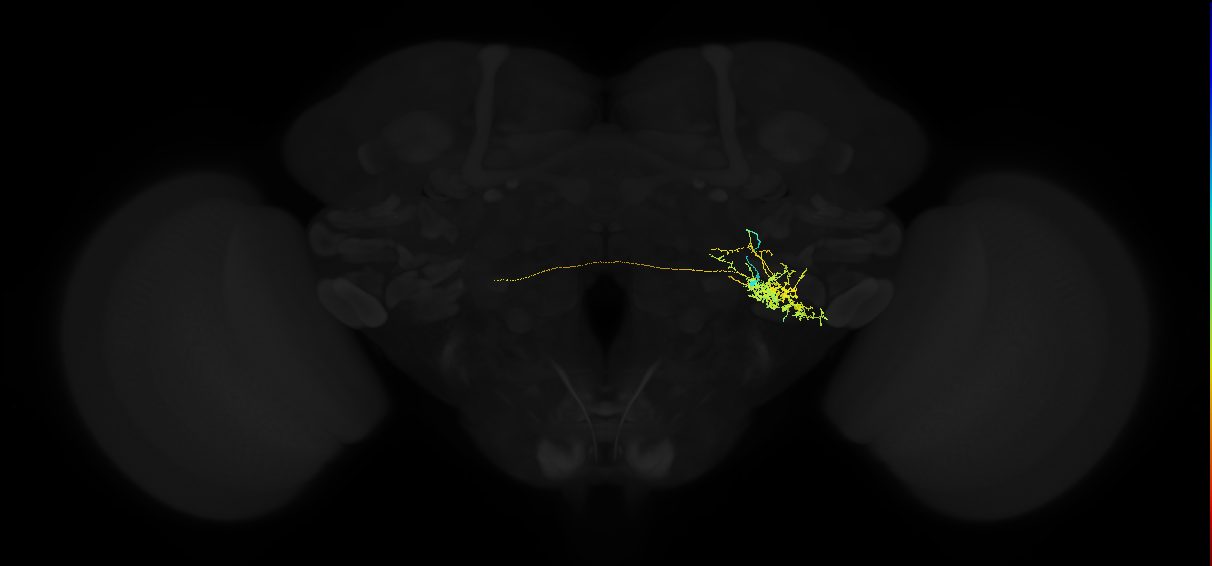 adult posterior ventrolateral protocerebrum neuron 024