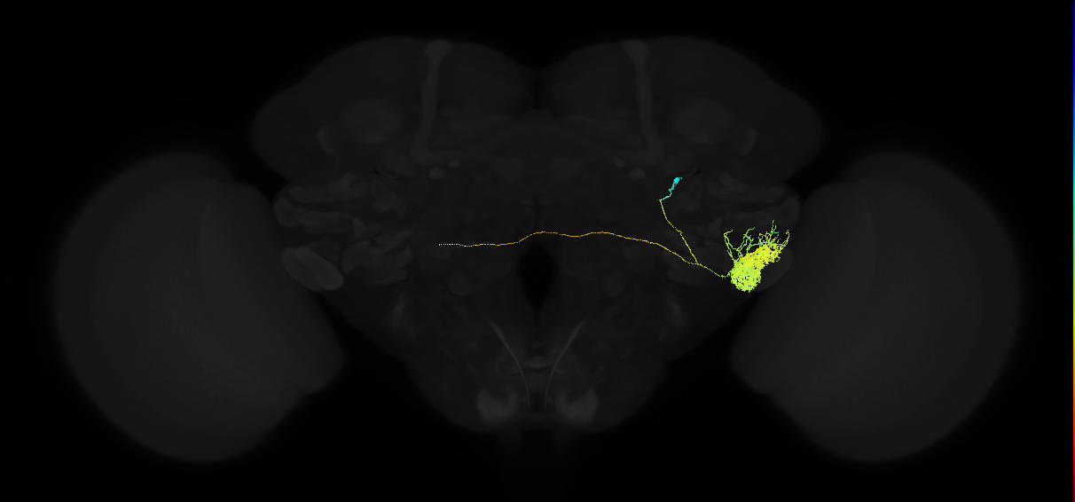 adult posterior ventrolateral protocerebrum neuron 025