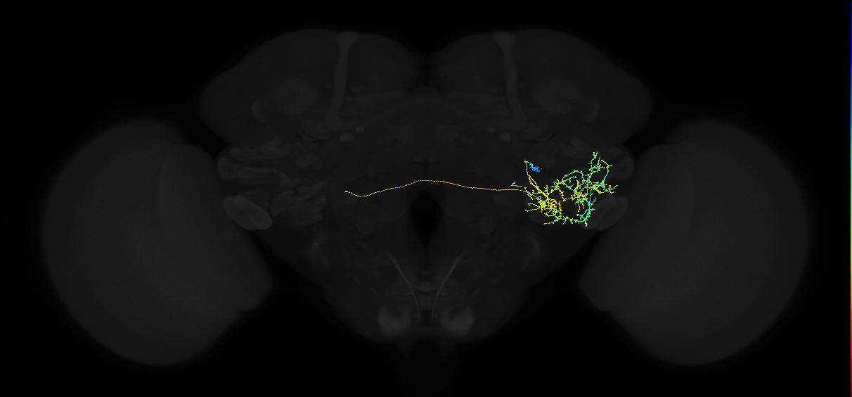 adult posterior ventrolateral protocerebrum neuron 026