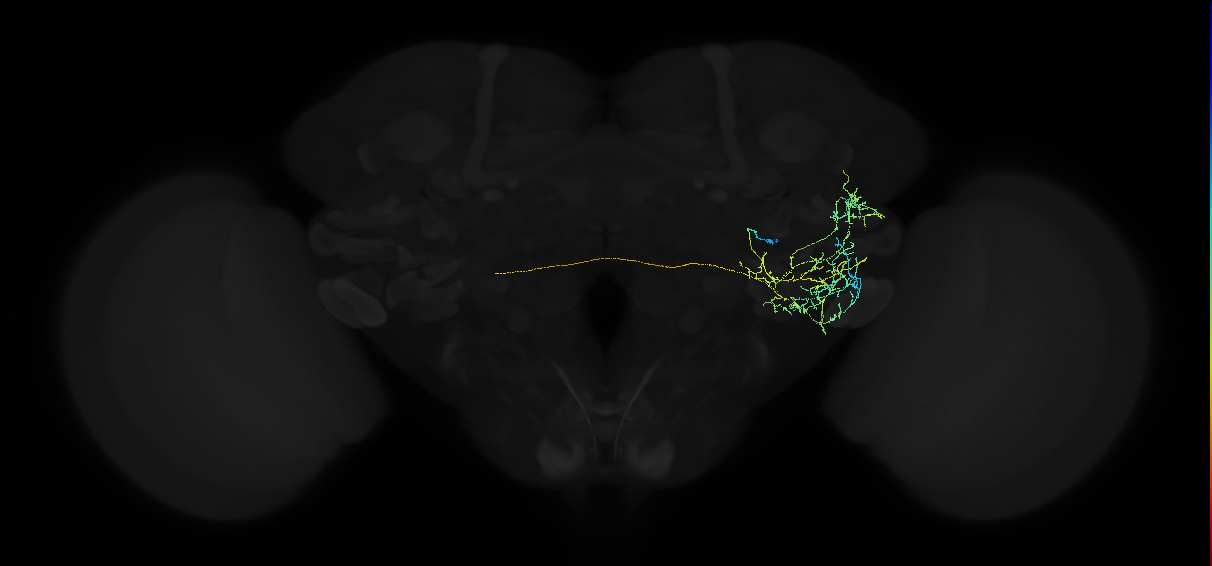 adult posterior ventrolateral protocerebrum neuron 027