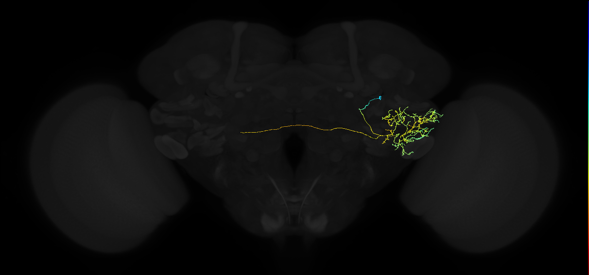 adult posterior ventrolateral protocerebrum neuron 028