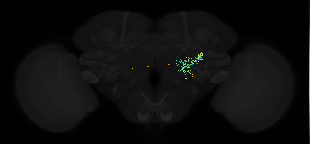 adult posterior ventrolateral protocerebrum neuron 030