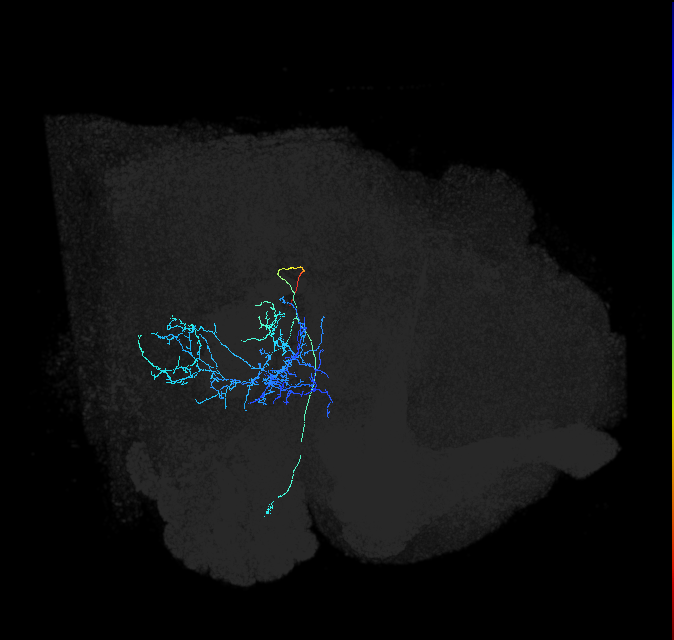 adult posterior ventrolateral protocerebrum neuron 032
