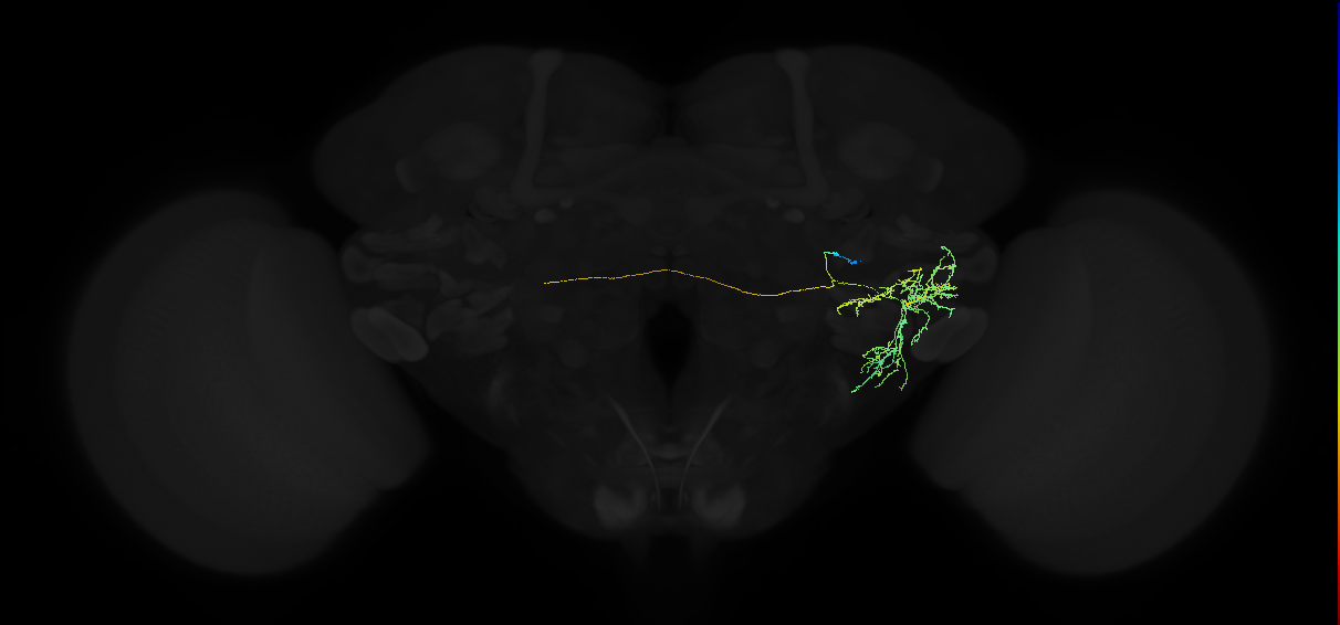 adult posterior ventrolateral protocerebrum neuron 032